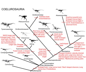 Cladograma de Coelurosauria. El filo de las aves corresponde a Eumaniraptora.