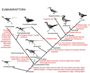 Cladograma de Eumaniraptora. Podemos visualizar a las aves.